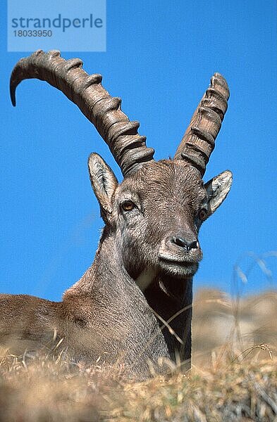 Alpensteinbock (Capra ibex)  Berner Oberland () (alps) (Europa) (Gebirge) (Berge) (mountains) (Säugetiere) (Huftiere) (Paarhufer) (Klauentiere) (Wildziegen) (wild goats) (außen) (outdoor) (Porträt) (portrait) (adult) (Entspannung) (relaxing) (liegen) (lie) (lying) (vertical)  männlich  ruhend  Niederhorn  Schweiz  Europa