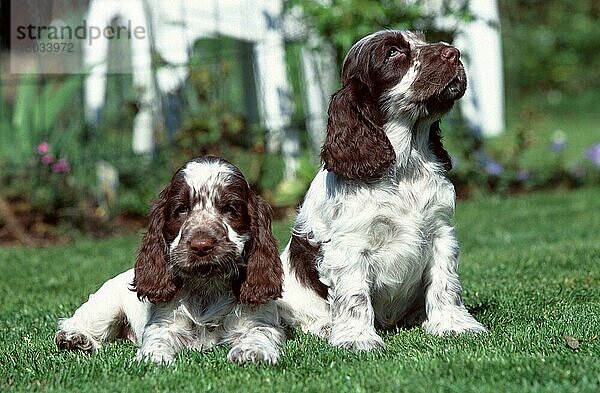 English Cockerspaniel  braun-schimmel  Welpen  7 Wochen alt  English Cocker Spaniel  brown ticked  puppies  7 weeks old (animals) (außen) (outdoor) (frontal) (head-on) (von vorne) (Garten) (Wiese) (meadow) (Sommer) (summer) (aufmerksam) (alert) (freundlich) (friendly) (liegen) (lie) (lying) (sitzen) (sitting) (Jungtier) (young) (puppy) (Paar) (pair) (zwei) (two) (Querformat) (horizontal) (Säugetiere) (mammals) (Haushund) (domestic dog) (Haustier) (Heimtier) (pet)