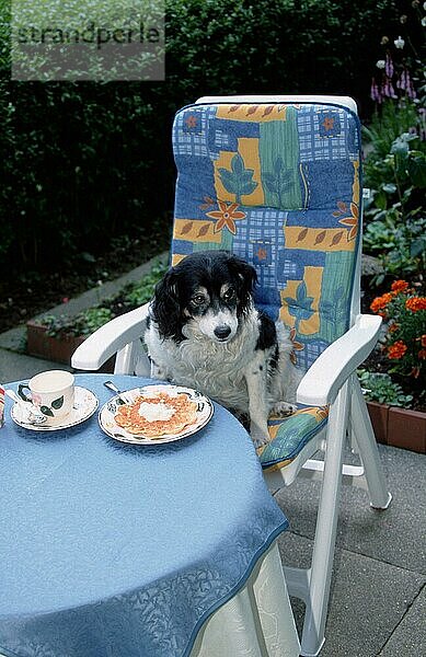 Mischlingshund sitzt auf einem Stuhl am Tisch