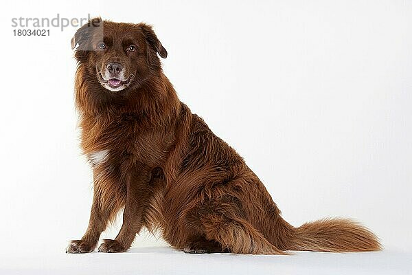 Australian Shepherd  männlich  rot solid  erwachsen