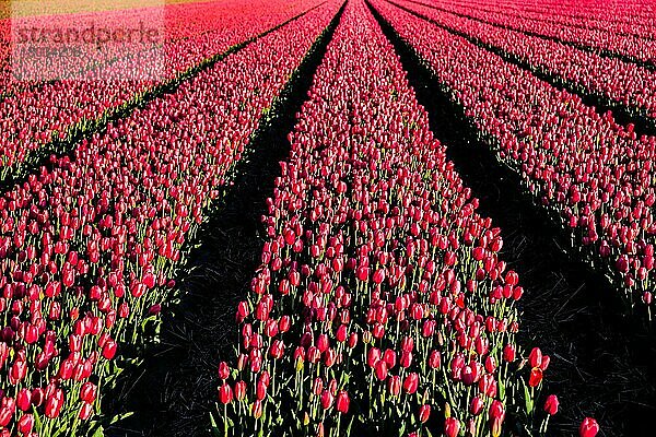 Blühende Tulpenfelder  Niederlande  Egmond  Niederlande  Europa
