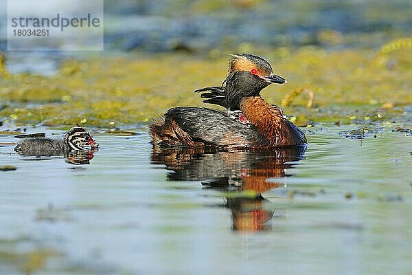 Ohrentaucher (Podiceps auritus) mit Küken  auf Rücken  Hornborgasee  Schweden  Europa