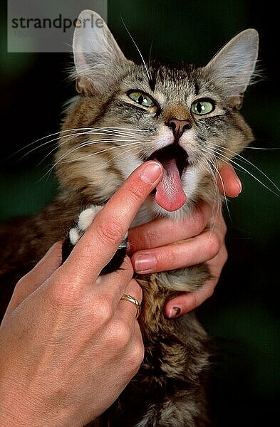 Norwegische Waldkatze  mit Zunge