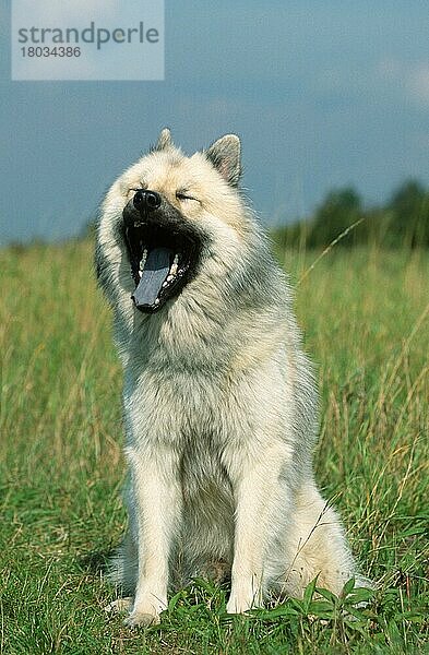 Eurasian  Eurasier (Saeugetiere) (mammals) (animals) (Haushund) (domestic dog) (Haustier) (Heimtier) (pet) (außen) (outdoor) (frontal) (head-on) (von vorne) (Wiese) (meadow) (gähnen) (yawning) (sitzen) (sitting) (Humor) (humour) (adult) (Kommunikation) (communication)