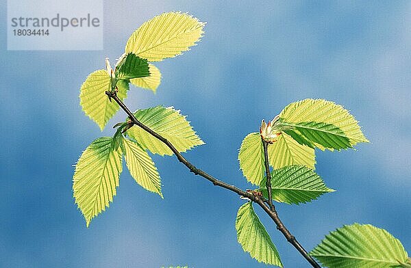 Hainbuche  Blätter  Weißbuche (Carpinus betulus)  Europa  Pflanzen  Birkengewächse  Betulaceae  Blatt  Ast  Zweig  grün  Frühling  Querformat  horizontal