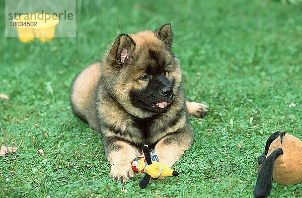 Eurasier  puppy  9 weeks old  Welpe  9 Wochen alt (Saeugetiere) (mammals) (animals) (Haustier) (Heimtier) (pet) (Haushund) (domestic dog) (außen) (outdoor) (frontal) (head-on) (von vorne) (Wiese) (meadow) (Spielzeug) (toy) (liegen) (lying) (Jungtier) (young) (Querformat) (horizontal)