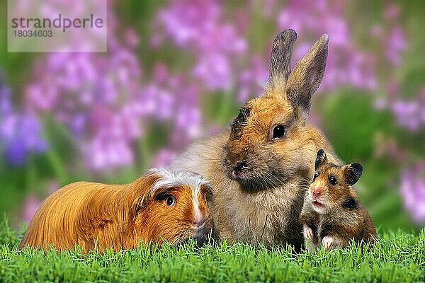 Coronet Meerschweinchen  Kaninchen und Goldhamster