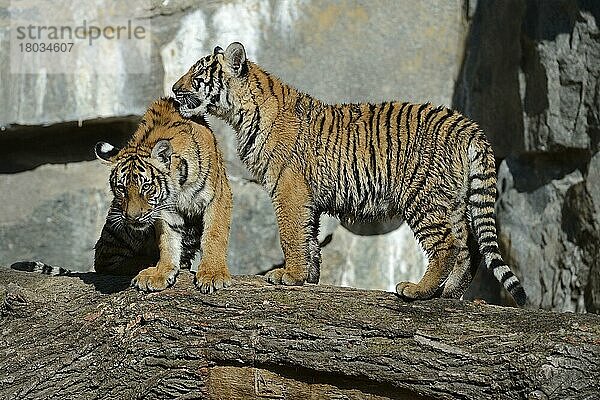Hinterindischer Tiger (Panthera tigris corbetti)  Indochina Tiger Jungtiere