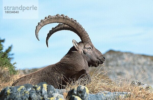 Alpensteinbock (Capra ibex)  Berner Oberland () (alps) (Europa) (Gebirge) (Berge) (Säugetiere) (Huftiere) (Paarhufer) (Klauentiere) (Wildziegen) (außen) (outdoor) (seitlich) (erwachsen) (Entspannung) (entspannend) (liegen) (liegend) (Querformat) (horizontal)  männlich  ruhend  Niederhorn  Schweiz  Europa