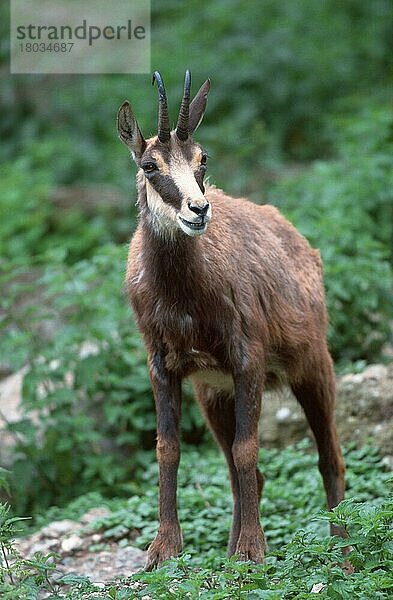 Chamois  Gemse (Rupicapra rupicapra) (Gämse) (Gämse) (animals) (Alpen) (alps) (Gebirge) (Berge) (mountains) (Europa) (Säugetiere) (mammals) (Paarhufer) (cloven-hoofed animals) (Huftiere) (hoofed animals) (außen) (outdoor) (adult) (stehen) (standing)