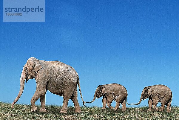 Asiatischer Elefant (Elephas maximus) mit Jungtieren  seitlich
