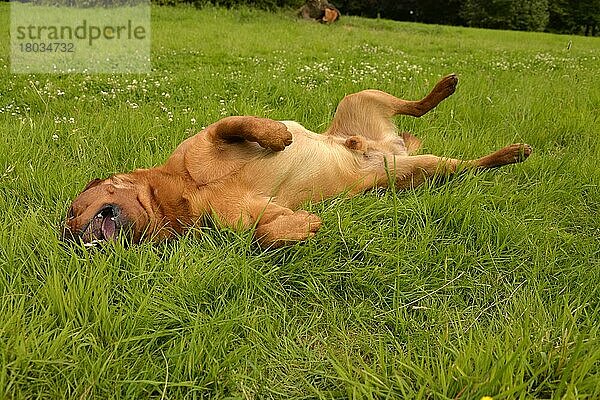 Labrador Retriever  gelb  Rüde  erwachsen  fuchsrot