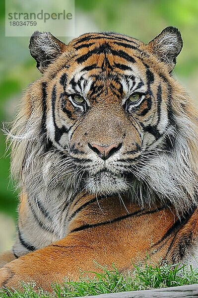 Sumatratiger  männlich (Panthera sumatrae)  Sumatra-Tiger (Panthera tigris sumatrae)