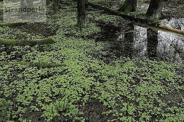 Waldsauerklee (Oxalis acetosella) Adlerfarn  Bannwald  Schutzwald  Waldschutzgebiet  Pfrunger-Burgweiler Ried  Baden-Württemberg  Deutschland  Europa