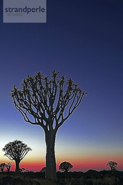 Köcherbaum (Aloe dichotoma) oder Kokerboom  Keetmanshoop  Karas Region  Namibia  Afrika