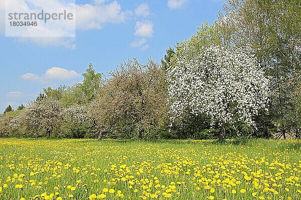 Apfelbaum (Malus)  Linzgau  Baden-Württemberg  Löwenzahn  Deutschland  Europa