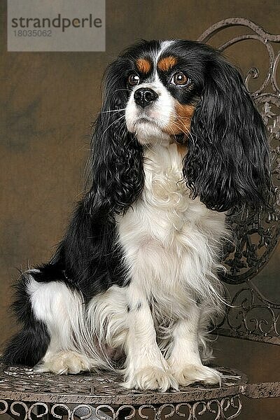 Cavalier King Charles Spaniel  Hündin  Trikolore  erwachsen