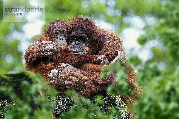 Sumatra-Orang-Utans  Weibchen mit Jungtier (Pongo pygmaeus abelii)