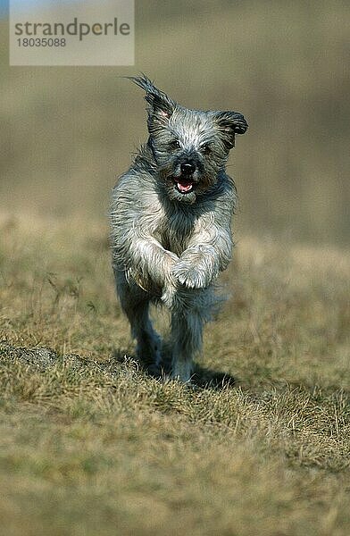 Pyrenäenschäferhund  Berger des Pyrenees