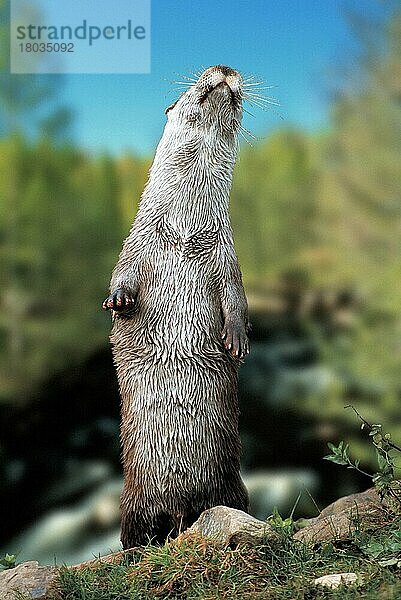 European Otter  Europäischer Fischotter (Lutra lutra) (animals) (außen) (outdoor) (frontal) (head-on) (von vorne) (Europa) (aufrecht stehen) (standing erect) (adult) (Säugetiere) (mammals) (Raubtiere) (beasts of prey) (Marderartige) (europäischer)