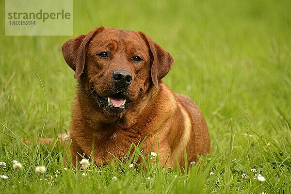 Labrador Retriever  gelb  Rüde  erwachsen  fuchsrot