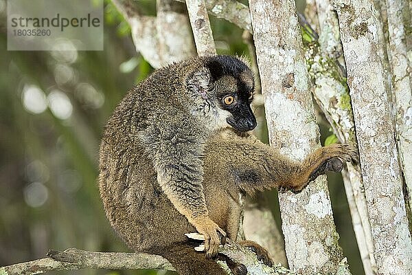 Rotstirn-Braunlemmur (Eulemur rufus)  Andasibe-Mantadia-Nationalpark  Madagaskar  Afrika