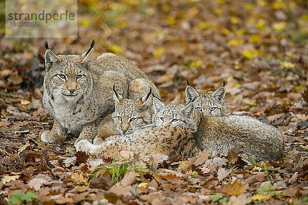 Europäischer Luchs (Lynx lynx)  Weibchen mit drei Jungtieren  captive