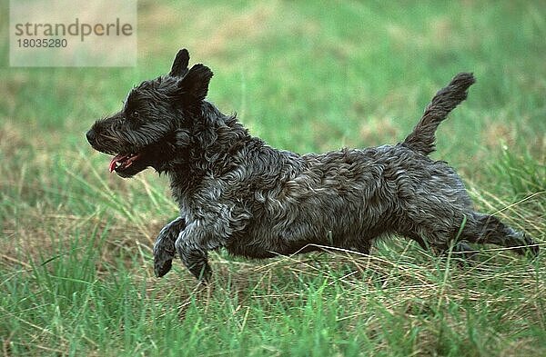 Mixed Breed Dog running through meadow  Mischlingshund  Scotch-Terrier-Mix  rennt durch Wiese (animals) (Säugetiere) (mammals) (Haushund) (domestic dog) (Haustier) (Heimtier) (pet) (außen) (outdoor) (seitlich) (side) (Wiese) (meadow) (adult) (Bewegung) (motion) (laufen) (rennen) (Lebensfreude) (joy of life) (Querformat) (horizontal) (schwarz) (black)