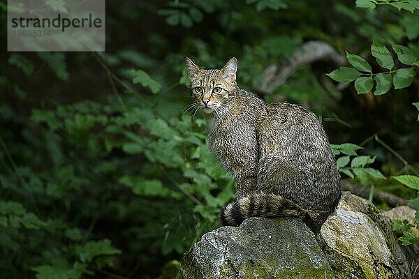 Wildkatze (Felis silvestris)  Katze  captive