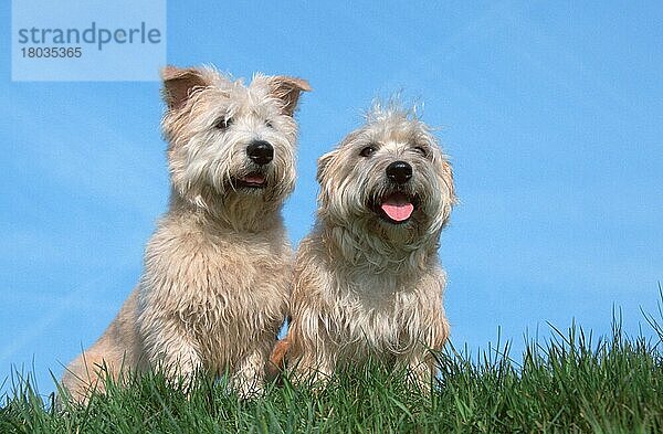 Irish Glen of Imaal Terrier (animals) (Säugetiere) (mammals) (Haushund) (domestic dog) (Haustier) (Heimtier) (pet) (außen) (outdoor) (frontal) (head-on) (von vorne) (Wiese) (meadow) (freundlich) (friendly) (sitzen) (sitting) (hecheln) (panting) (adult) (Paar) (pair) (zwei) (two) (Querformat) (horizontal)