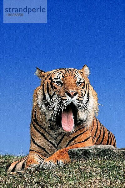 Sumatra Tiger (Panthera tigris sumatrae)  gähnend  Sumatratiger  Tiere  außen  outdoor  frontal  von vorne  Porträt  portrait  Wiese  Südostasien  liegen  lying  adult  Säugetiere  Raubtiere  beasts of prey  Katzenartige  Kommunikation  communication