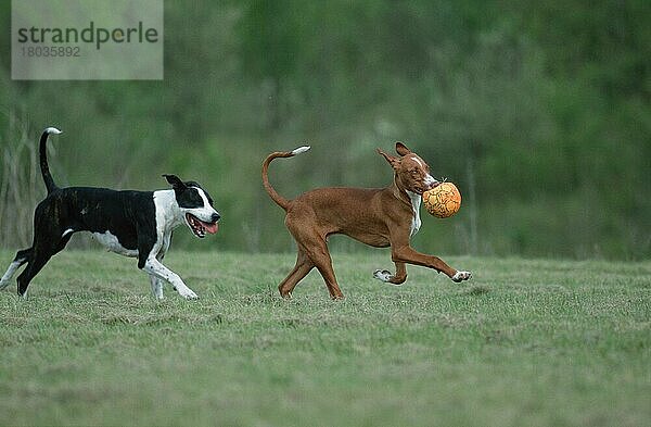 Mischlingshund und Podenco Canario  5 Monate  Kanarischer Warren Hound  Ball