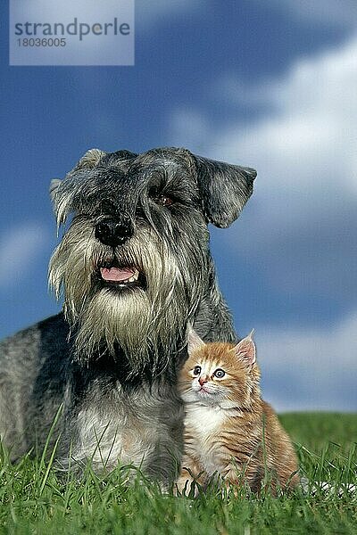 Zwergschnauzer  pfeffer-salz und junge Katze (aussen) (outdoor) (Wiese) (liegen) (lying) (sitzen) (sitting) (erwachsen) (Freundschaft) (friendship) (Jungtier) (young) (Kätzchen) (Welpe) (kitten) (zwei) (two) (Säugetiere) (mammals) (Haushund) (domestic dog) (Hauskatze) (domestic cat) (animals) (vertical) Tierfreundschaft Tierfreundschaften