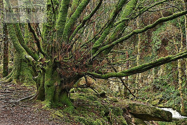 Moosbewachsene Bäume  Killarney Nationalpark  Grafschaft Kerry  Irland  Europa