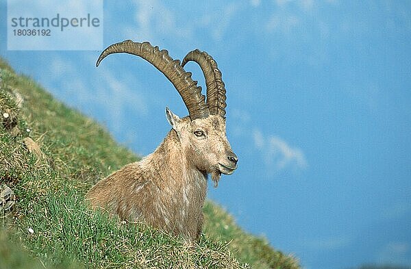 Alpensteinbock (Carpa ibex)  Berner Oberland () (alps) (Europa) (Gebirge) (Berge) (Säugetiere) (Huftiere) (Paarhufer) (Klauentiere) (Wildziegen) (außen) (outdoor) (Wiese) (meadow) (liegen) (lying) (adult) (Entspannung) (relaxing) (Querformat) (horizontal)  männlich  Niederhorn  Schweiz  Europa