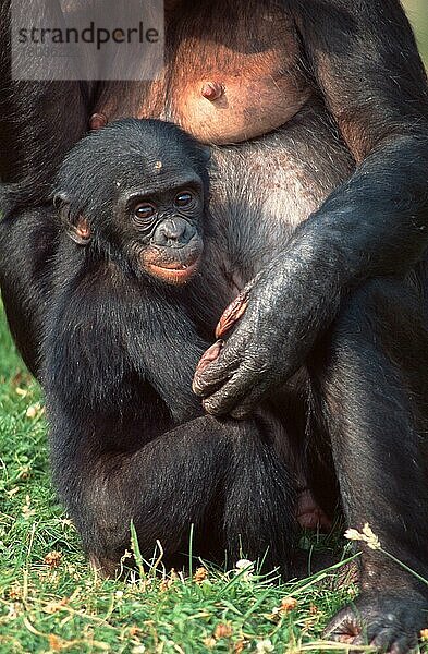 Junger Bonobo  Zwergschimpanse (Pan paniscus)