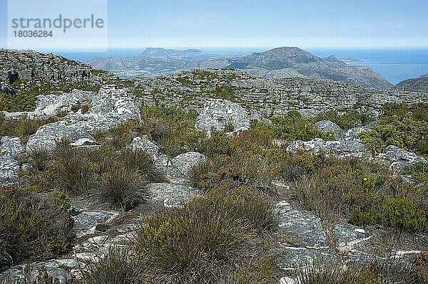 Auf dem Tafelberg  Kapstadt  Westkap  Südafrika  Table Mountain