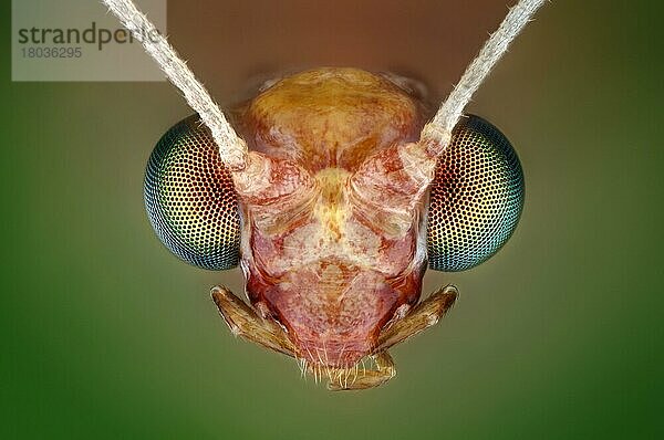 Kopf einer Florfliege (Chrysoperla carnea)
