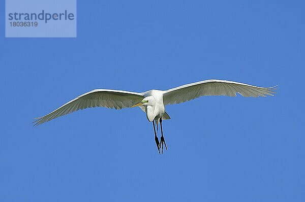 Silberreiher (Egretta alba) Florida  freistellbar  USA  Nordamerika