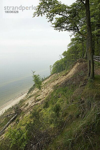 Blick vom Aussichtspunkt Gora Gosan  Gosanberg  Nationalpark Wolin  Insel Wolin  Westpommern  Polen  Wolinski Park Narodowy  Europa