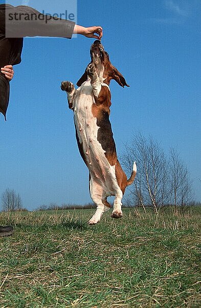 Basset Hound  dreifarbig