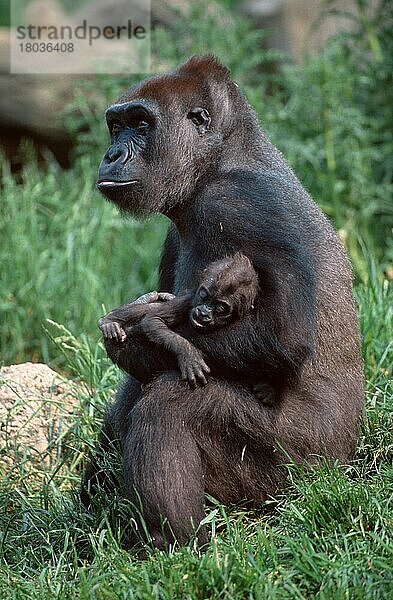 Westliche Gorillas (Gorilla gorilla gorilla)  Weibchen mit Jungen