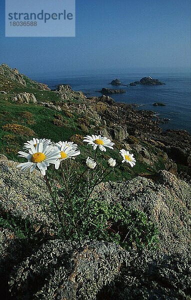 Ochsenaugen  Kanalinseln  GB  Wiesenmargeriten (Chrysanthemum leucanthemum) (Pflanzen) (Pflanzen) (Blumen) (Köpfchenblütler) (Korbblütengewächse) (Compositae) (blühend) (Europa) (Frühling) (Frühjahr) (vertikal) (Landschaften) (Küste) (Küste)  GB  Jersey  Europa