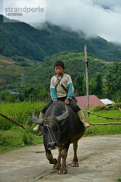 Kind  Wasserbüffel Tha Pin  Vietnam  Asien