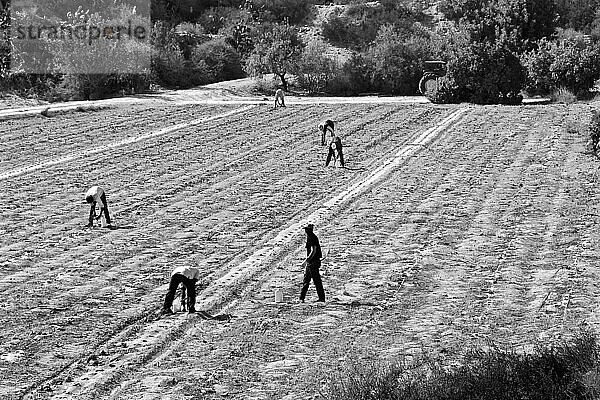 Landarbeiter bereiten Feld für Bepflanzung vor  Campesinos bei der Arbeit  Andalusien  Spanien  Europa