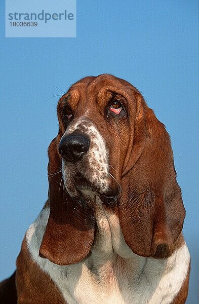 Basset Hound  tricolor (animals) (Säugetiere) (mammals) (Haushund) (domestic dog) (Haustier) (Heimtier) (pet) (außen) (outdoor) (frontal) (head-on) (von vorne) (Kopf) (head) (Porträt) (portrait) (traurig) (sad) (adult) (vertical)