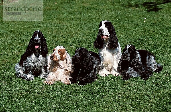 Englischer Cockerspaniel