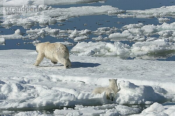 Eisbär  Weibchen und Jungtiere  jagt Ringelrobbe (Phoca hispida)  Spitzbergen  Svalbard-Inselgruppe  Barentsee  Polarbär (Thalassarctos maritimus) Norwegen