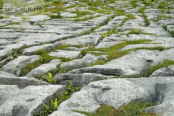 Karstlandschaft The Burren  Burren Nationalpark  Grafschaft Clare  Irland  Europa