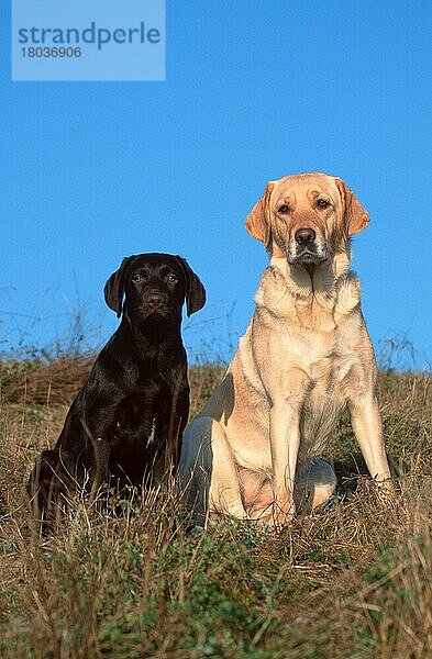 Labrador Retriever and puppy  4 month old  yellow and brown  Labrador-Retriever und Welpe  4 Monate alt  gelb und braun (animals) (Säugetiere) (mammals) (Haushund) (domestic dog) (Haustier) (Heimtier) (pet) (außen) (outdoor) (Wiese) (meadow) (frontal) (head-on) (von vorne) (aufmerksam) (alert) (sitzen) (sitting) (adult) (Jungtier) (young) (Mutter & Kind) (mother & baby) (zwei) (two) (weiblich) (female) (Hündin) (bitch)